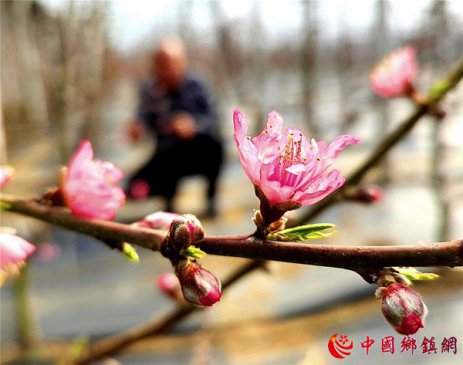 郯城农民雇蜜蜂“打工”，“一窝蜂”省下人工