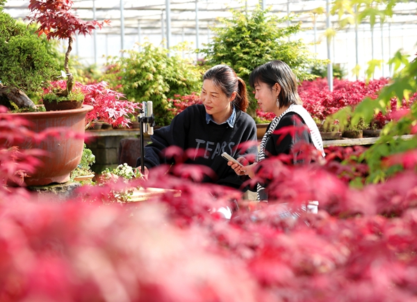 江苏沭阳：“花木+电商”吸引27万人返乡“筑梦