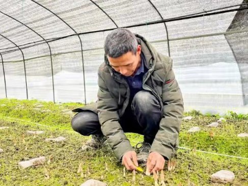 重庆南川：种植羊肚菌 增收不分季