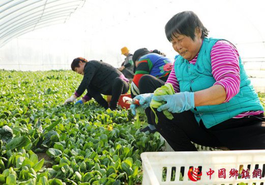 大棚蔬菜助增收