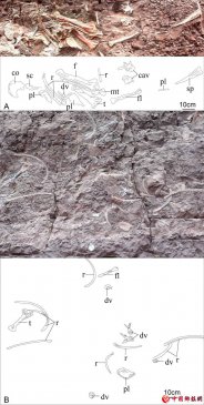 重庆发现亚洲最古老剑龙化石