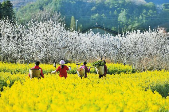 凉山冕宁：樱桃花与油菜花相映成趣