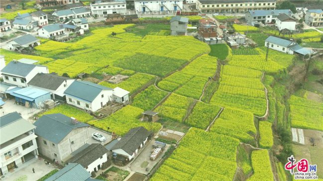 四川青川：油菜花开 春景烂漫