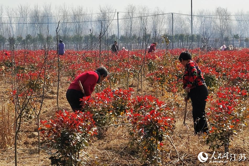 效佐社区村民对田间苗木除草。丁华明摄