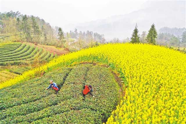 茶园春意浓 茶农采茶忙