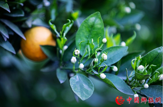 重庆忠县三峡橘海又到“花果同树”时