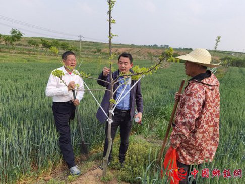 安徽定远县桑涧镇：林业科技到地头助力果农致