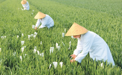 农业农村经济运行总体平稳 夏粮生产形势好于预