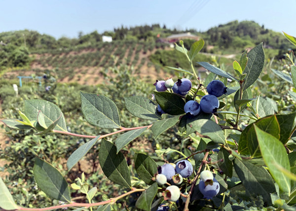 重庆渝北石船蓝莓进入成熟期 采果赏景正当时