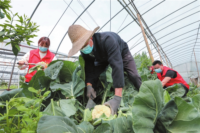 志愿者助农抢收蔬菜