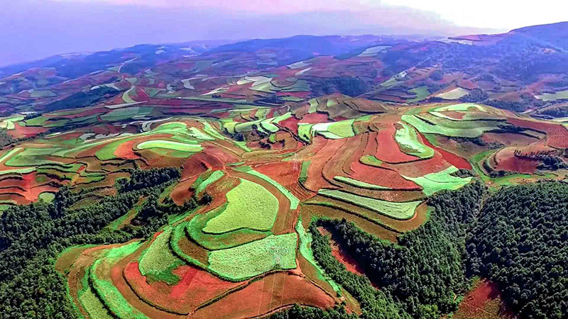 东川红土地上，青稞田、红土地交错分布，色彩绚丽斑斓。张穆摄