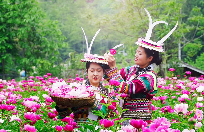 四川平武：芍药花海扮靓美丽藏乡