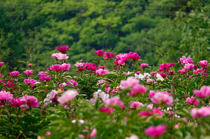 芍药花花开正艳。胡宇摄