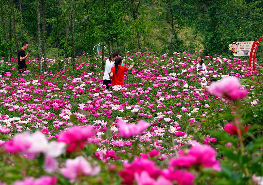 游客在芍药花海游玩。胡宇摄