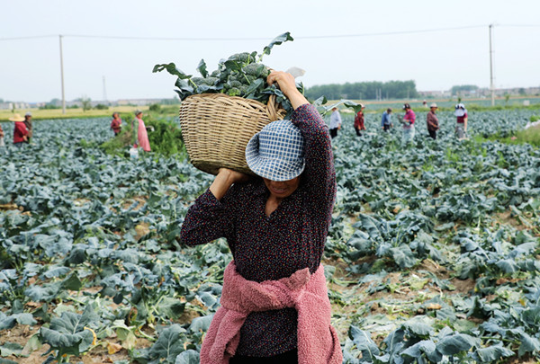 安徽阜阳：西兰花助农增收