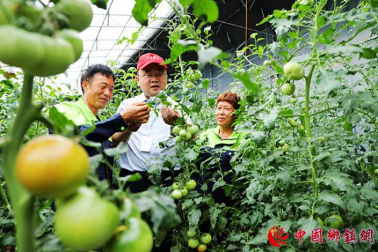 安徽阜阳颍东区：科技下乡助农忙