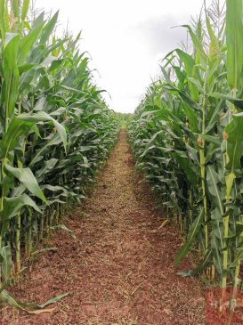 三大任务，四川这样守好＂天府粮仓＂