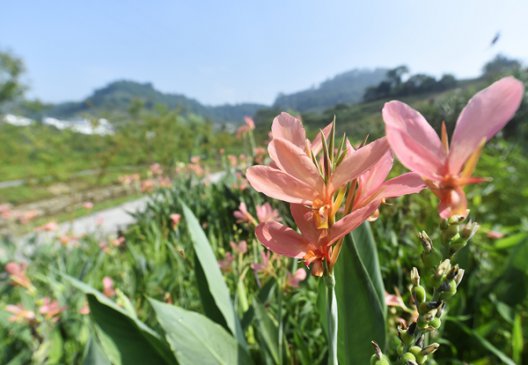 重庆涪陵：“百花”争艳 美丽乡村入画来