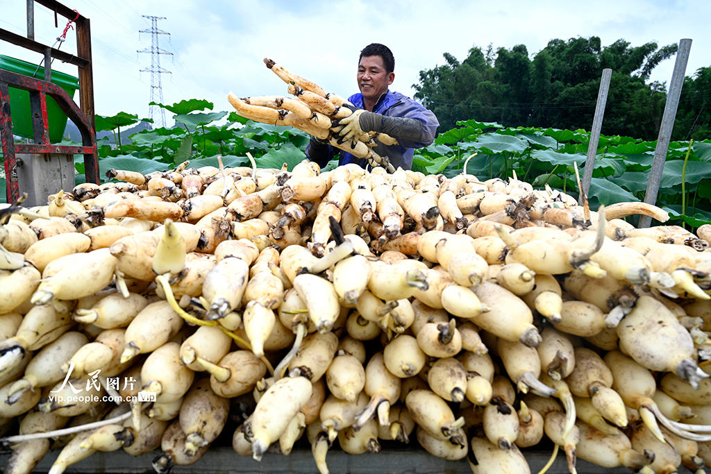 广西柳州：万亩春藕丰收上市