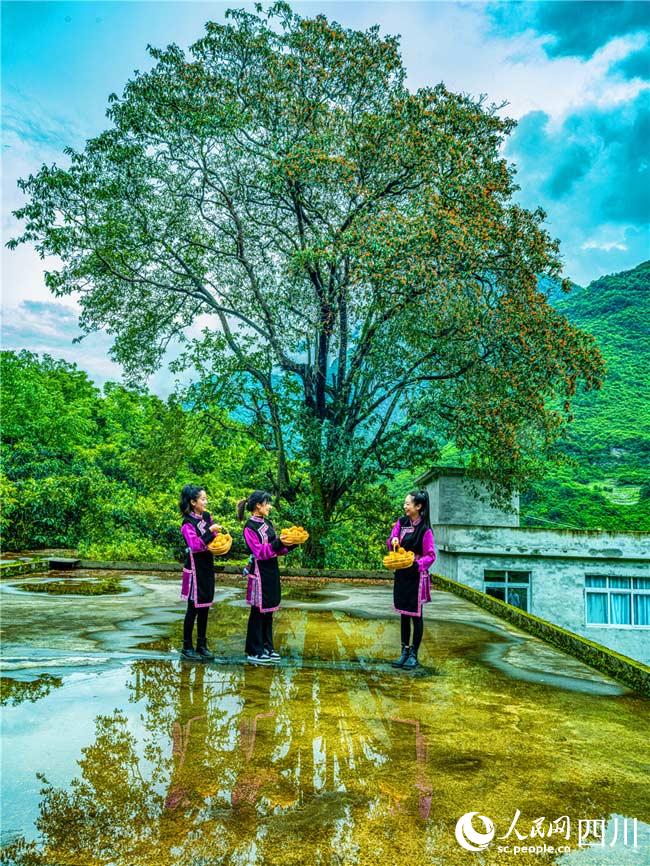 经历风雨八百载。周万龙摄