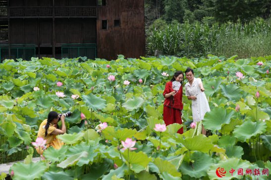 重庆黔江：古寨荷花开 美景引客来