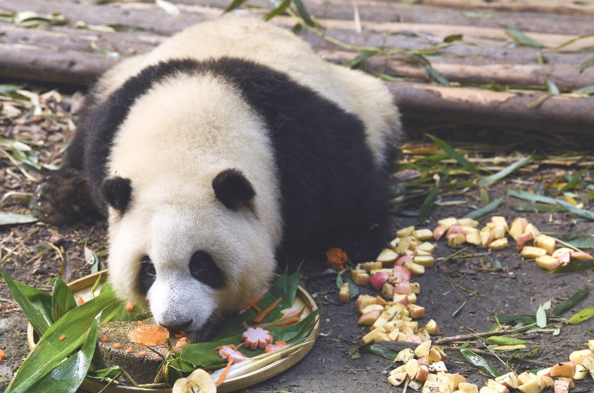 享受生日蛋糕的“和花”。pandapia熊猫乌托邦供图