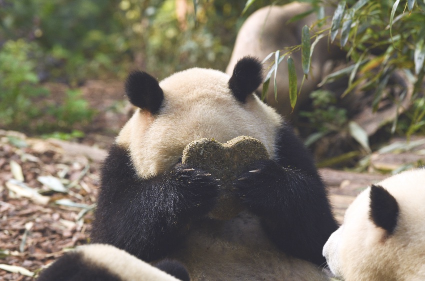 参与了“和叶”生日会的大熊猫“润玥”。pandapia熊猫乌托邦供图