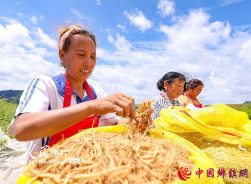 贵州岑巩：太子参丰收助农增收