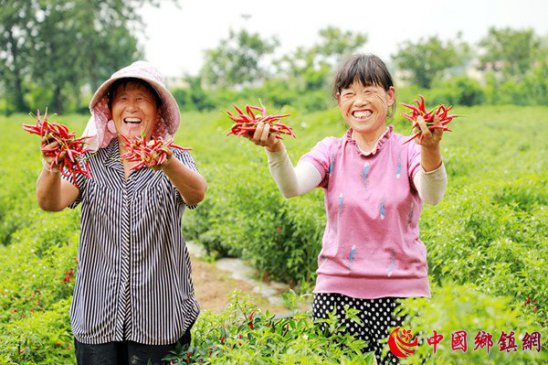 安徽阜阳：盛夏时节采“椒”忙