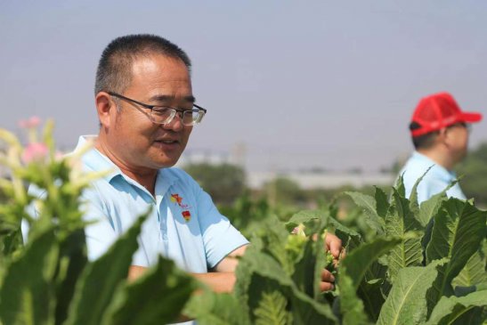 河南镇平：守住抗旱保产“责任田”