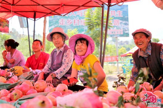 云南会泽:石榴产业撑起乡村振兴一片天