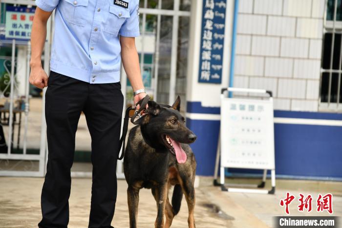 图为警犬“咖啡”。　周憬 摄