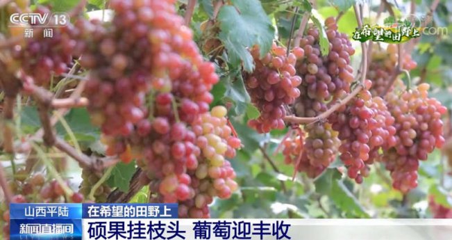 硕果挂枝头 山西平陆葡萄迎丰收