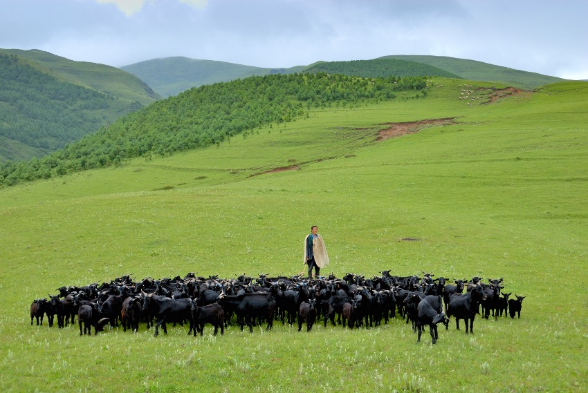 会东农特资源富集，会东黑山羊是四川六大地方优良品种之一，获农业部地理标志登记认证。
