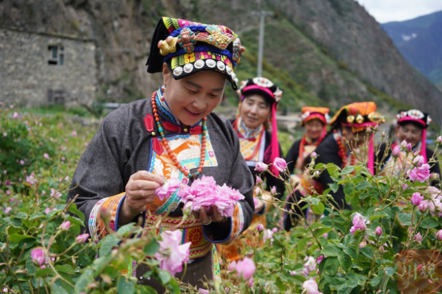 “玫瑰姐姐”陈望慧：夹金山下，种出共富花