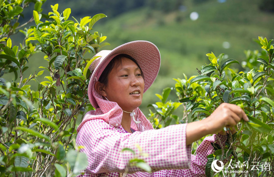 云南双江：秋茶采摘忙