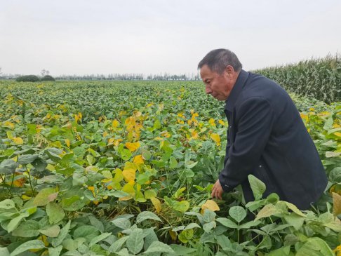 新集村新事：“散田变整田”后，秋收有啥变化