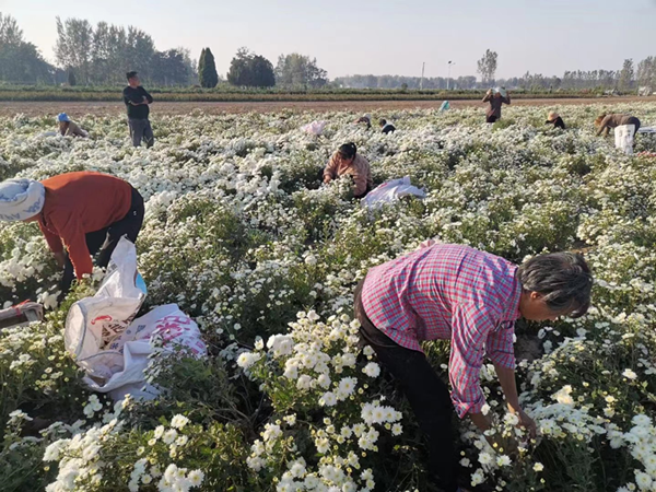 <b>菊花喜丰收 致富好前景</b>