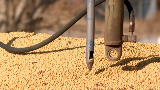 大丰收！黑龙江省秋收生产基本结束 秋粮收购一