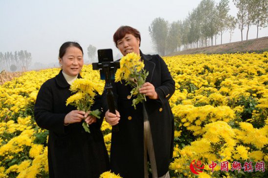 河南内黄县书记代言卖菊花助农增产增收