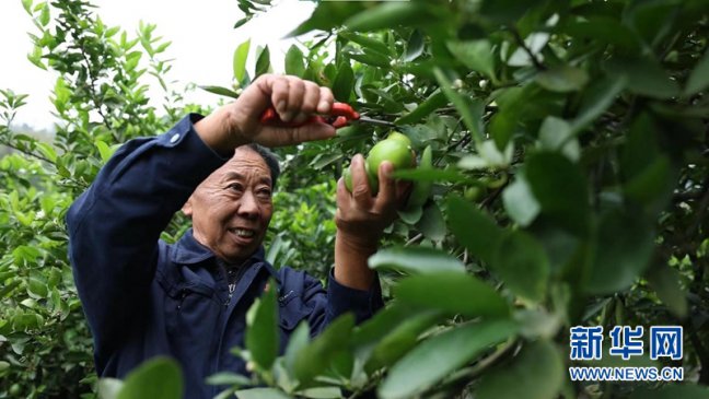 “柠檬之乡”探索乡村振兴的“青柠范本”