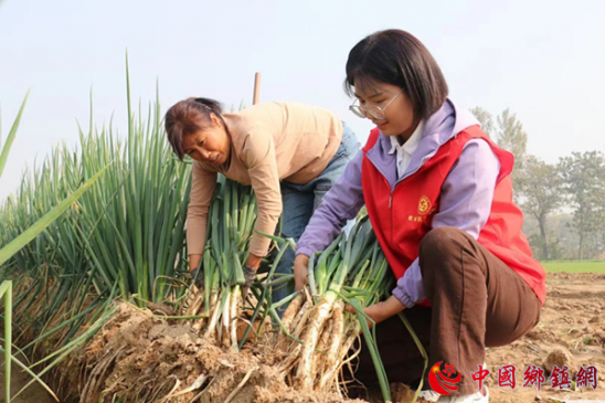 安徽亳州：大葱越长越高 生活越来越好