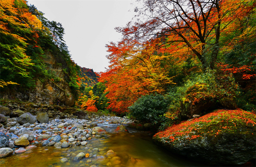 四川广元：红叶美醉唐家河