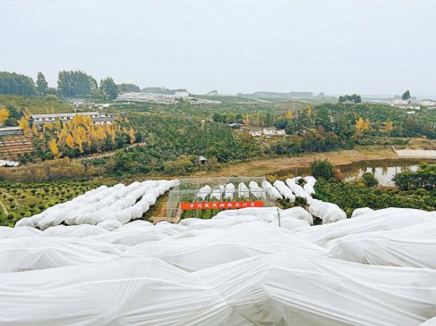 产业集群建设近3年 四川晚熟柑橘交出怎样“答卷