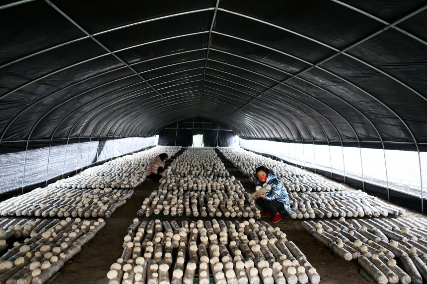 黔江区石会镇食用菌种植基地，工作人员在观察全桑枝猴头菇的生长情况。杨敏摄