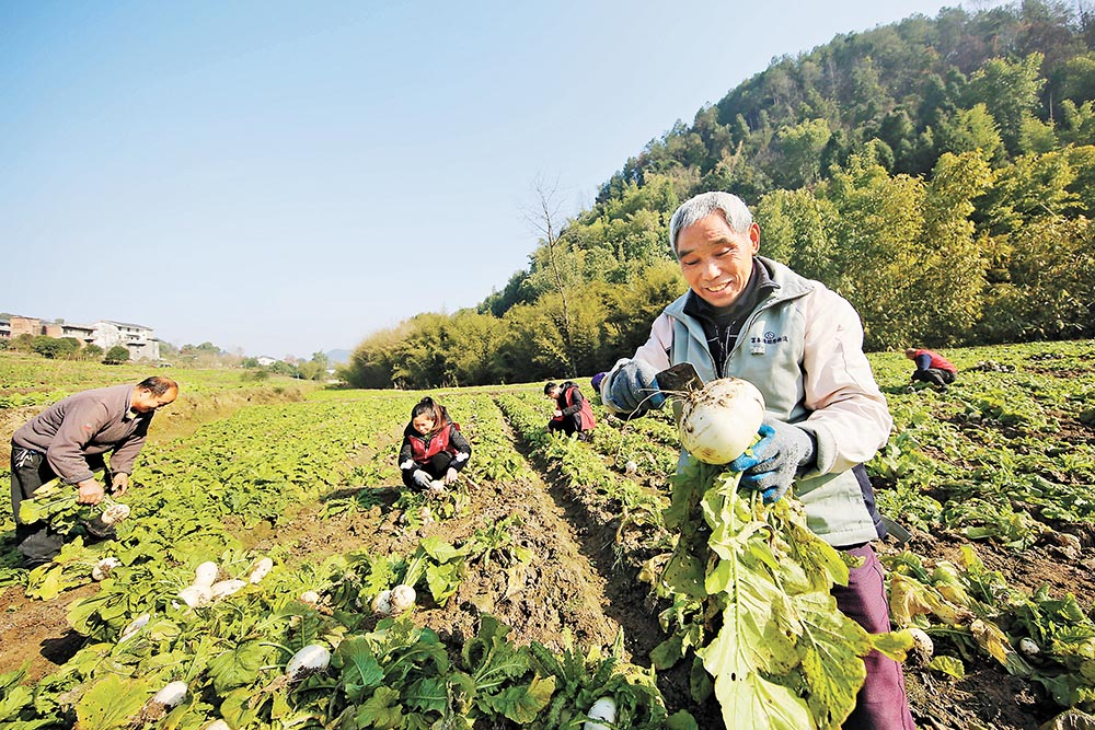 田间丰收忙