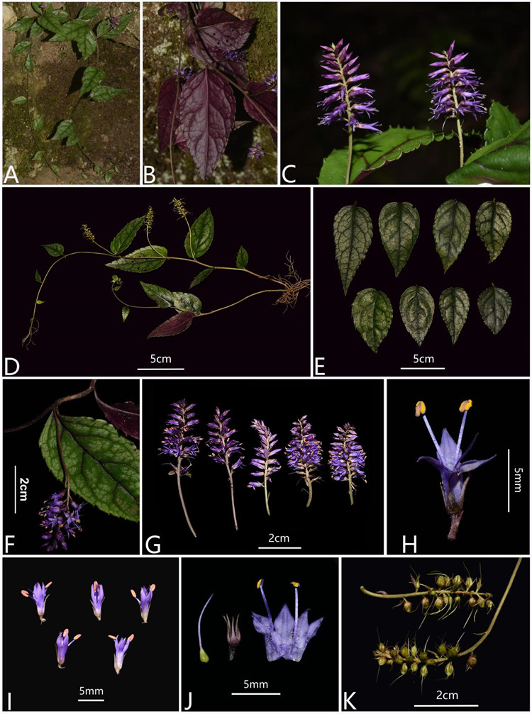 武陵腹水草（Veronicastrum wulingense）形态特征。受访者供图