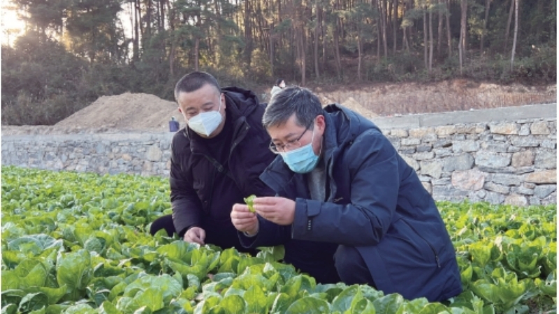 专家“揭榜挂帅” 解决蔬菜产业发展难题