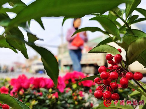 山东郯城：春暖花市闹 点靓新生活