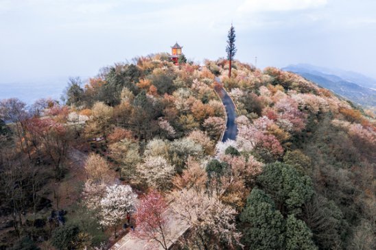 重庆渝北大盛云龟山第七届樱花季活动将启幕